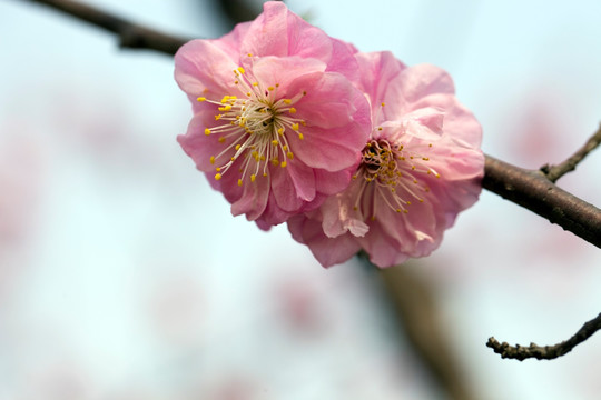 梅花 花朵 花卉 花枝 花蕊