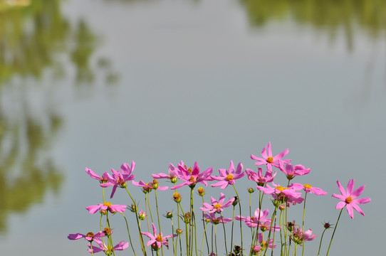 格桑花