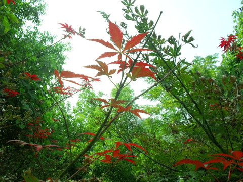 红枫叶