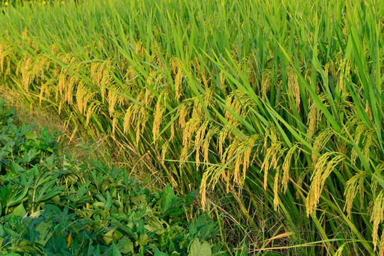 稻田 金黄的稻谷