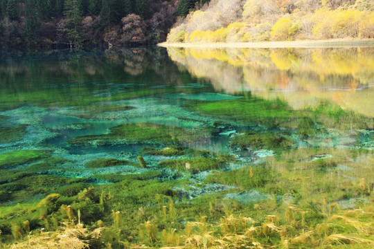 九寨沟五花海