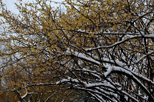 杭州 西湖 雪景 梅花 腊梅