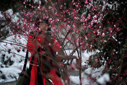 杭州 西湖 雪景 梅花 花朵