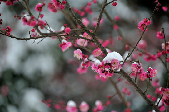 杭州 西湖 雪景 梅花 花朵