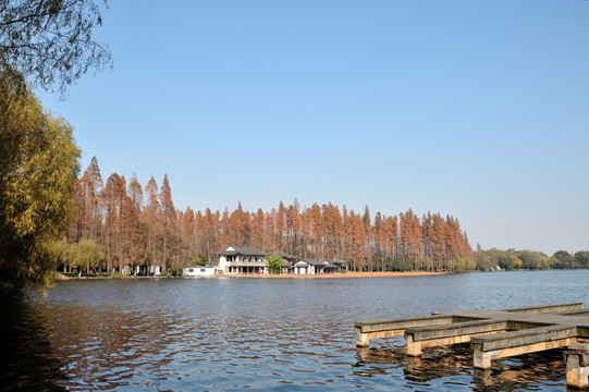 杭州 西湖 曲院风荷 秋季 树