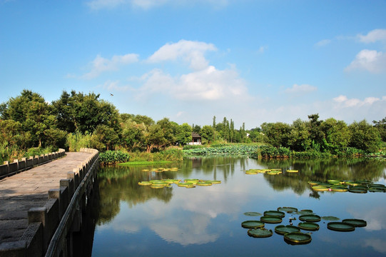 杭州 西溪 公园 夏天 早晨