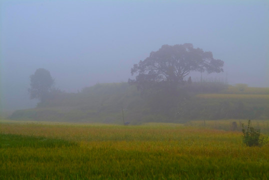 田野