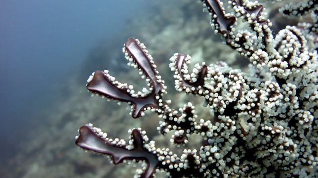 珊瑚和珊瑚礁