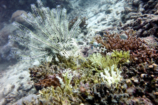 珊瑚和珊瑚礁