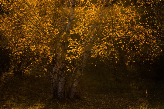 金黄的秋叶