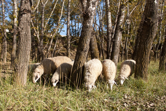 树林里的绵羊