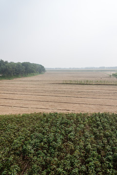 田野