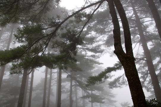 黄山松