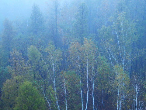 晨雾树林