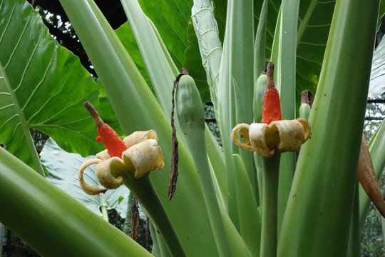 热带丛林和植物