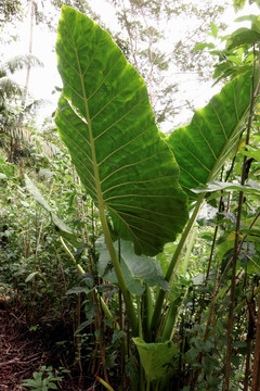 热带丛林和植物