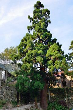 600年的柳杉 柳杉 古树 柏