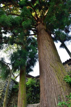 600年的柳杉 柳杉 古树 柏