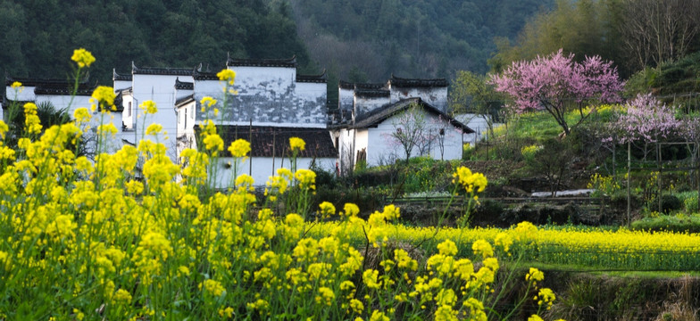 婺源油菜花