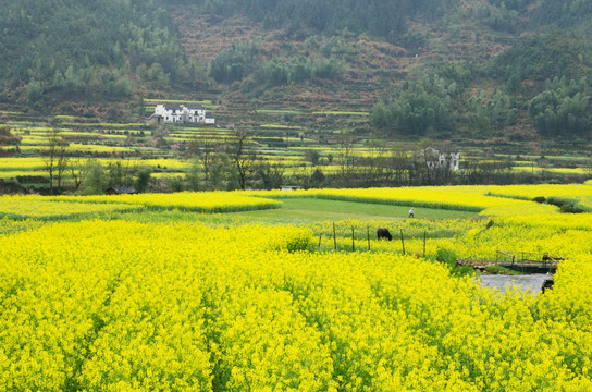 婺源油菜花