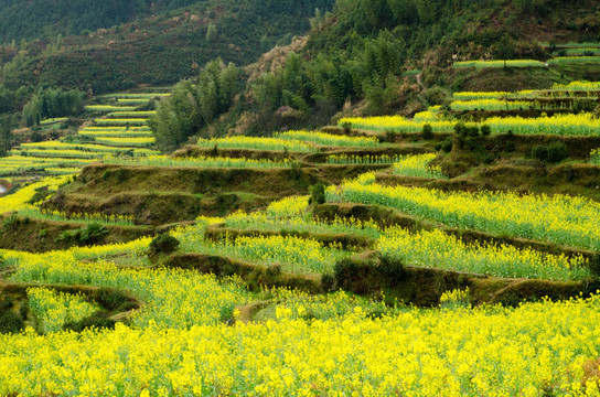 婺源油菜花梯田