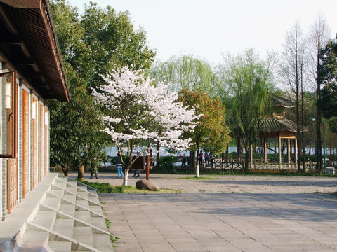 西湖 杨公堤 春季 夕阳 庭院