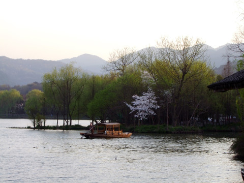 西湖 杨公堤 春季 夕阳 游船