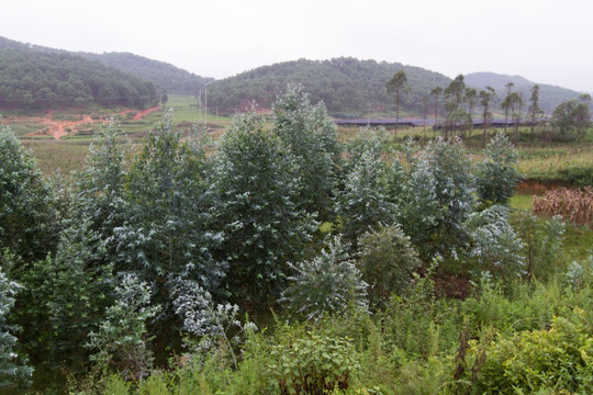 油桉经济林