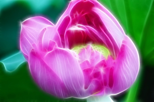 抽象畫(huà) 荷花