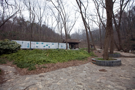 栖霞山 南京 古迹 道路 树木