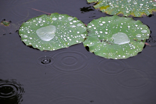 荷塘 荷叶 水面 雨滴 水珠