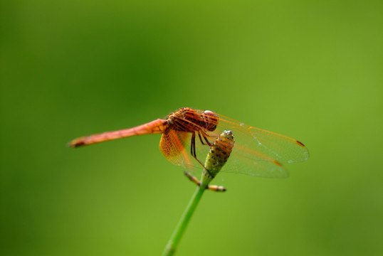 蜻蜓