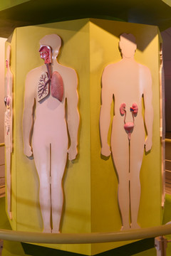 人体八大系统呼吸系统泌尿系统