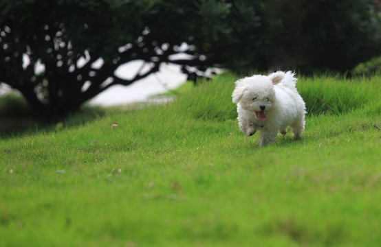 比熊犬