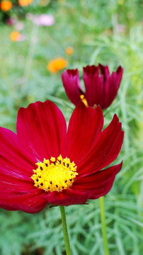 野花 花卉 小花