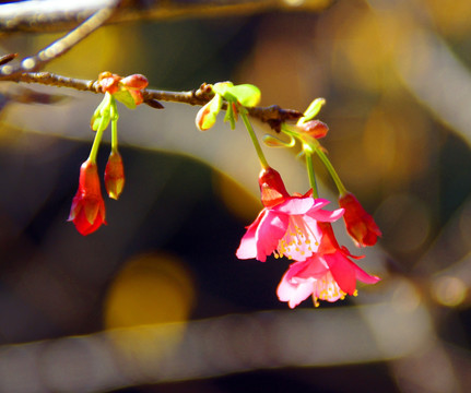 樱花