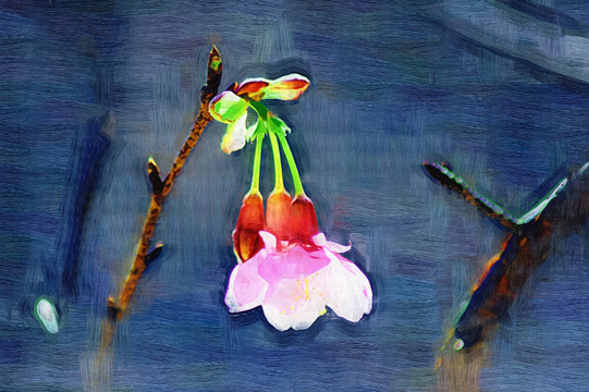 油畫(huà) 櫻花