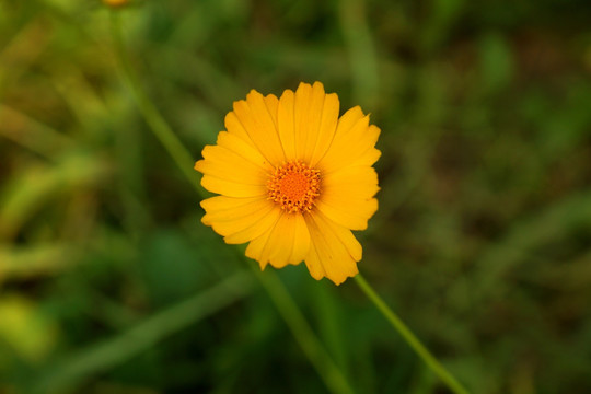 野菊花