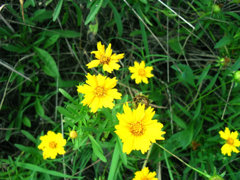 野菊花