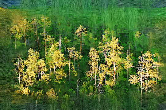 松树林 电脑油画