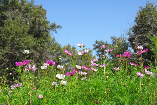 格桑花