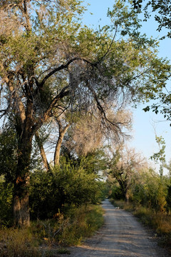 林中小路