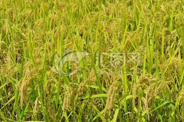 丰收 秋收 水稻 稻田 稻谷