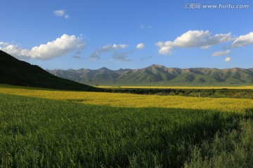 门源油菜花