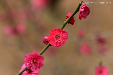 红色桃花特写