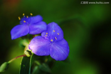 紫露草花