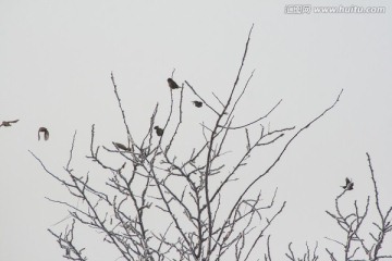 冬日麻雀