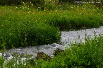 野花与小溪