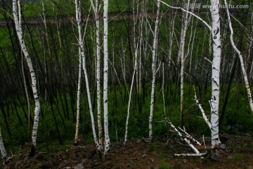 白桦树林