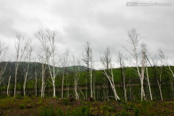 白桦树林